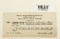 Grimmia atrata image