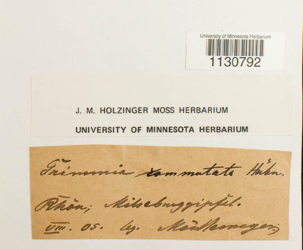 Grimmia ovalis image