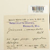 Grimmia ovalis image