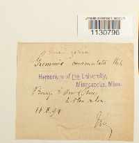 Grimmia ovalis image