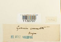 Grimmia ovalis image