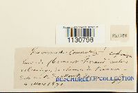 Grimmia ovalis image