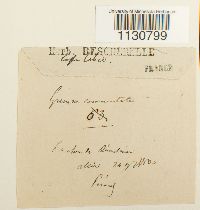 Grimmia ovalis image