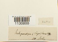 Grimmia ovalis image