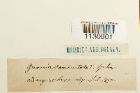 Grimmia ovalis image