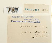 Grimmia ovalis image