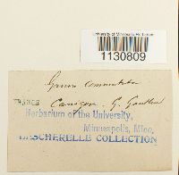 Grimmia ovalis image