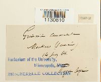 Grimmia ovalis image