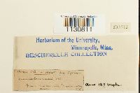 Grimmia ovalis image