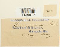 Grimmia ovalis image