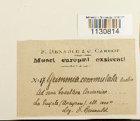 Grimmia ovalis image