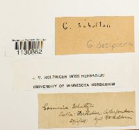 Grimmia trichophylla image