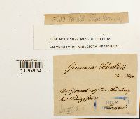 Grimmia trichophylla image