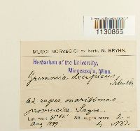 Grimmia trichophylla image