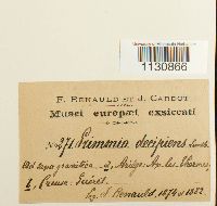 Grimmia trichophylla image