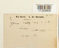 Grimmia trichophylla image