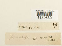 Grimmia trichophylla image