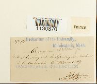 Grimmia trichophylla image