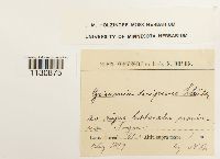 Grimmia trichophylla image