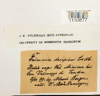 Grimmia trichophylla image