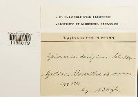 Grimmia trichophylla image