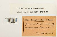 Grimmia trichophylla image