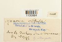 Grimmia donniana image