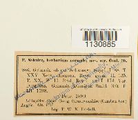 Grimmia donniana image