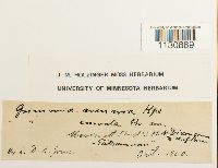 Grimmia donniana image