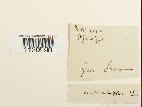 Grimmia donniana image