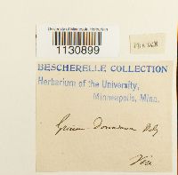 Grimmia donniana image