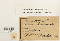 Grimmia donniana image