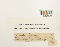 Grimmia donniana image