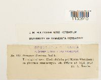 Grimmia donniana image