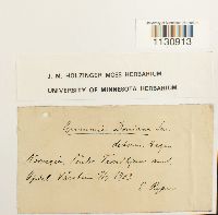 Grimmia donniana image