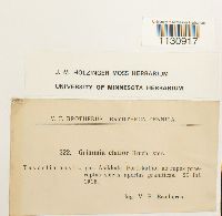 Grimmia elatior image