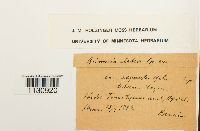 Grimmia elatior image