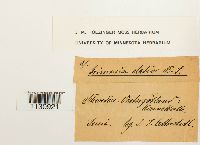 Grimmia elatior image