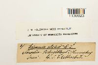 Grimmia elatior image