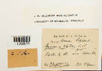 Grimmia elatior image