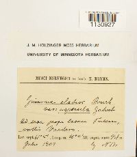 Grimmia elatior image