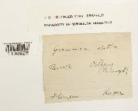 Grimmia elatior image