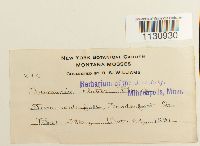 Grimmia elatior image