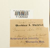 Grimmia elatior image