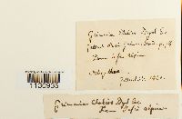 Grimmia elatior image