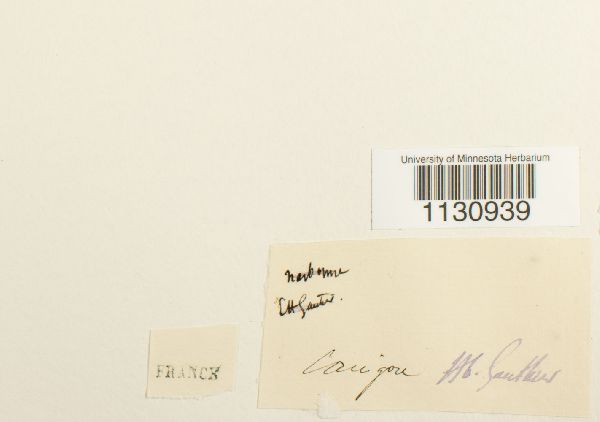 Grimmia elatior image