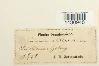 Grimmia elatior image