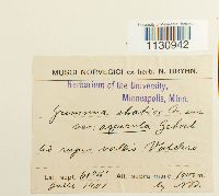 Grimmia elatior image