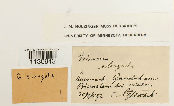 Grimmia elongata image