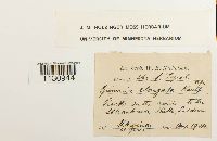 Grimmia elongata image